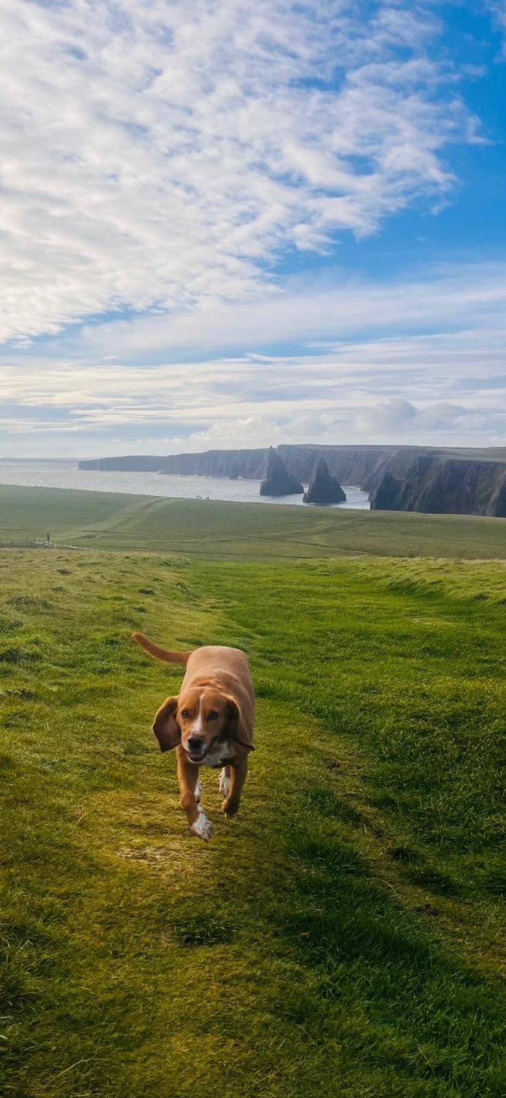 Bella, a member of The Zoomies Crew