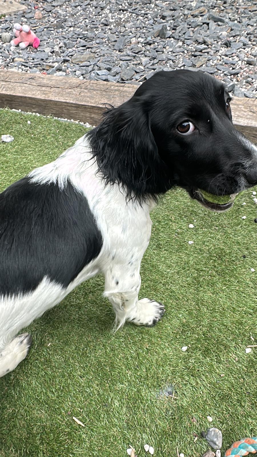 Bentley, a member of The Zoomies Crew