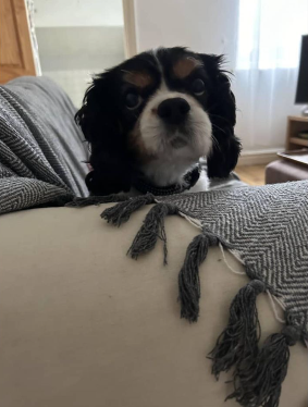 Bruno, a member of The Zoomies Crew
