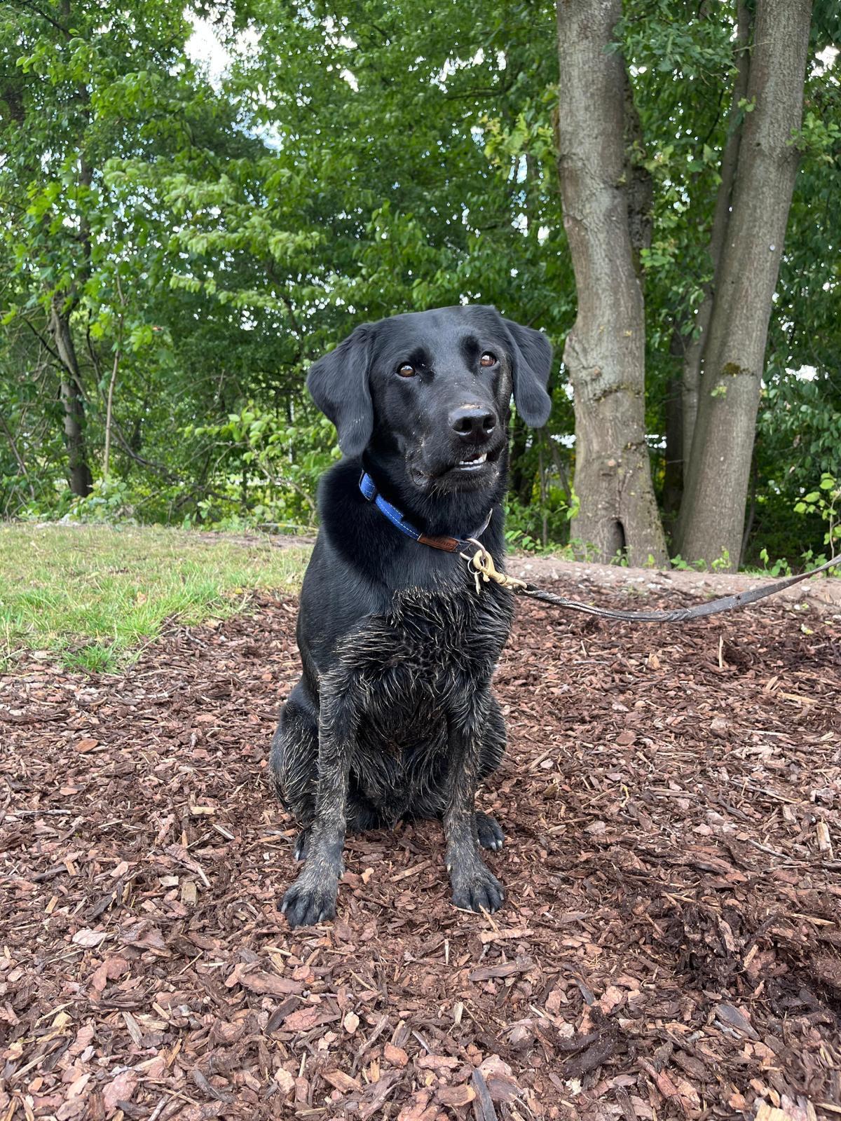 Chester, a member of The Zoomies Crew