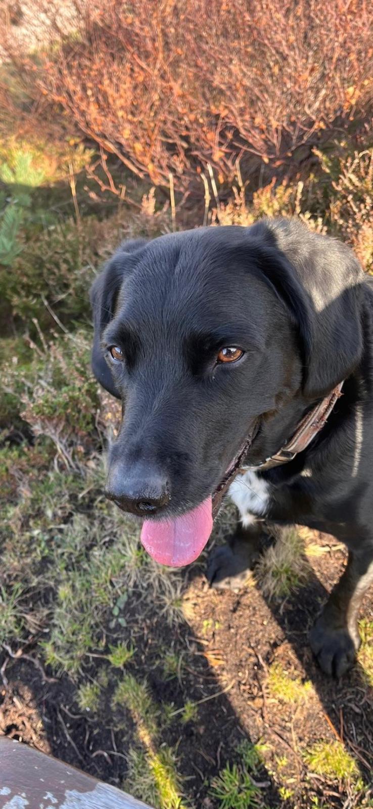 Dora, a member of The Zoomies Crew