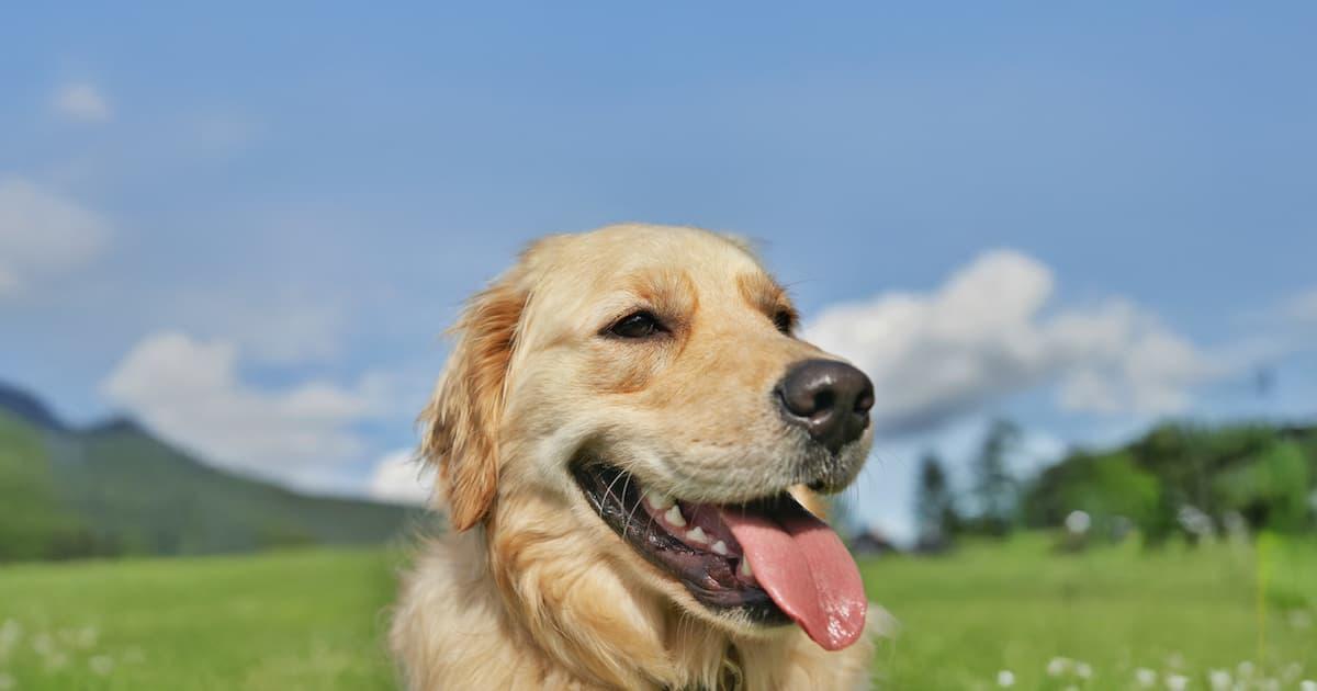 Is it too hot to walk your dog? A Northwich summer safety guide