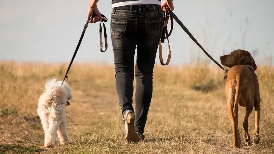 How often should you walk your dog?