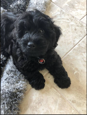 Kali, a member of The Zoomies Crew
