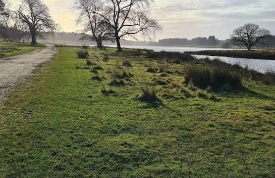 Top 5 dog walking spots around Knutsford