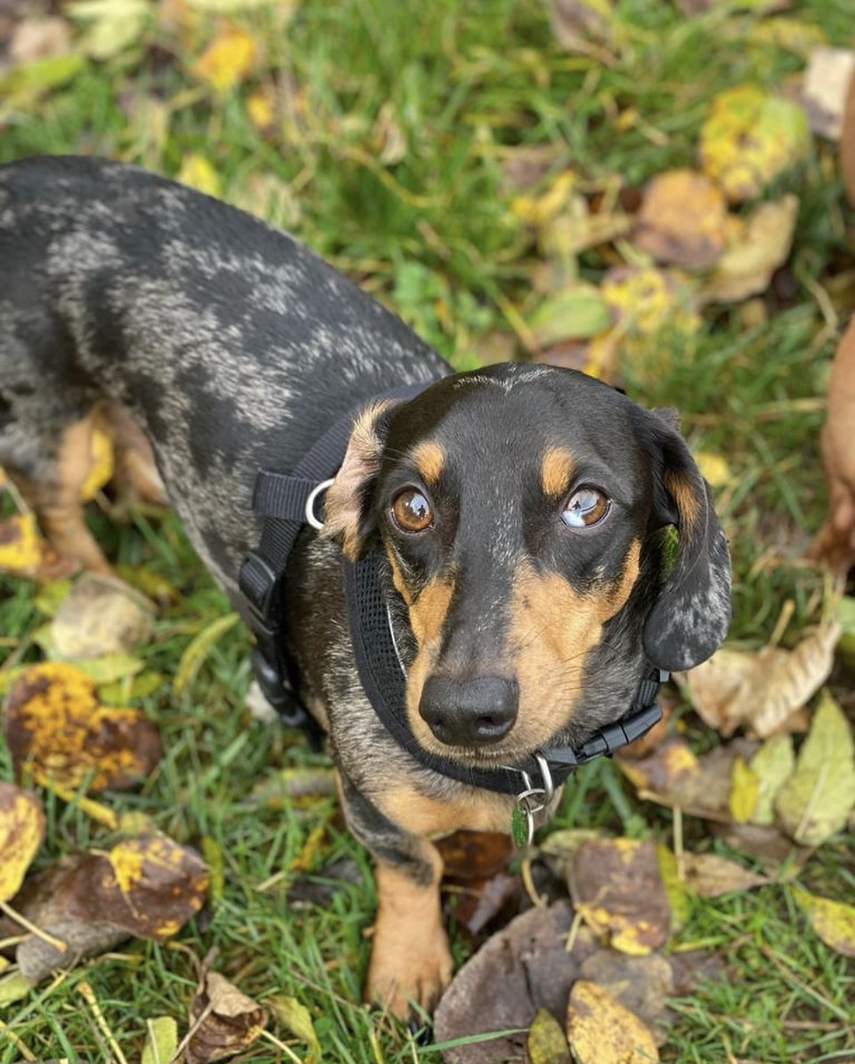 Larry, a member of The Zoomies Crew