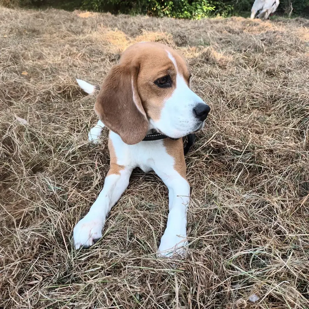 Missy, a member of The Zoomies Crew