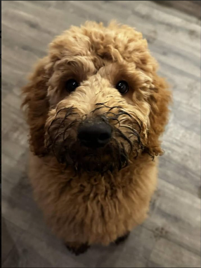 Nelly, a member of The Zoomies Crew
