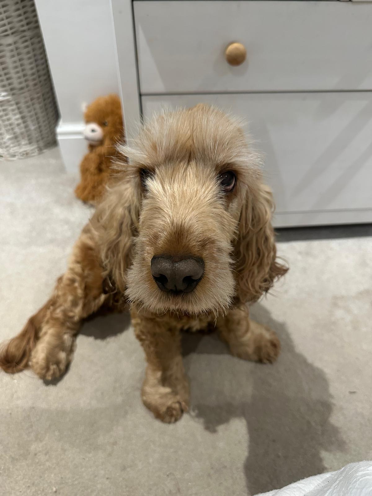 Oscar, a member of The Zoomies Crew