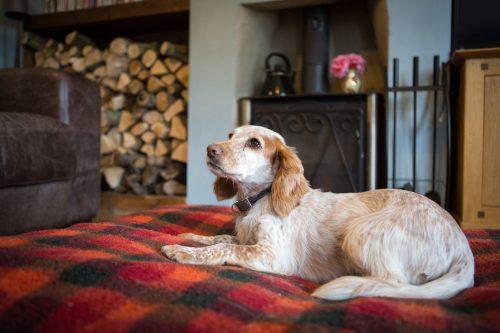 Settling your dog into home boarding